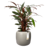 amber beads small 40cm balanced beige